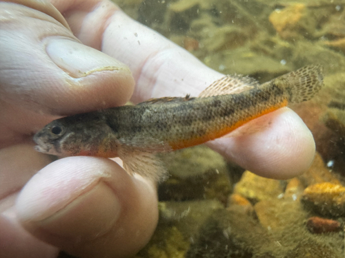 Arkansas Darter
