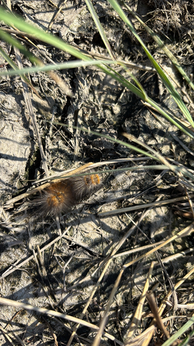 Salt Marsh Moth