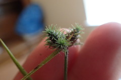 Fuirena simplex simplex