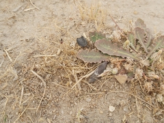 Cataglyphis adenensis