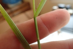 Fuirena simplex simplex