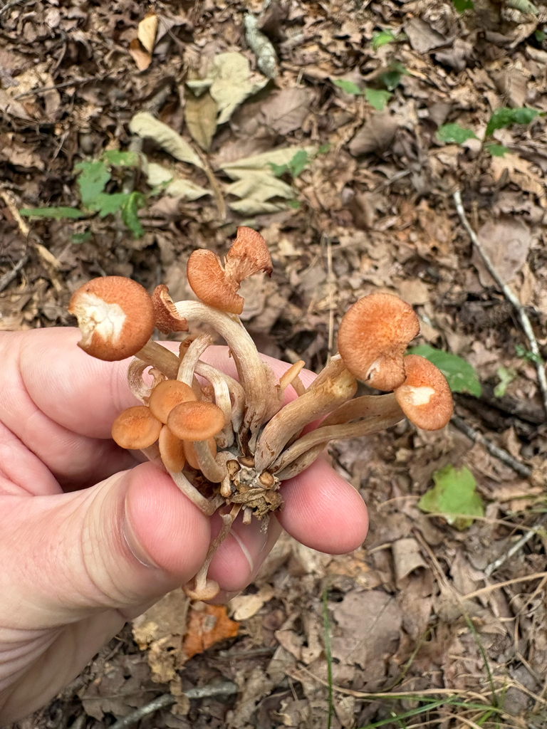 Ringless Honey Mushroom · August 2026 · photo: Photo: no rights reserved · iNaturalist