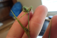 Fuirena simplex simplex