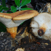 Polyporus - Photo (c) Christian Schwarz, some rights reserved (CC BY-NC), uploaded by Christian Schwarz