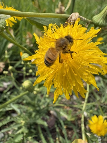 Western Honey Bee