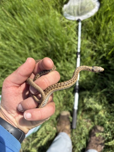 Wandering Garter Snake