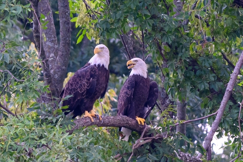 Bald Eagle