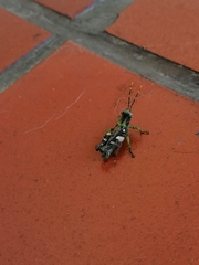 Rhabdophilacris sylvatica