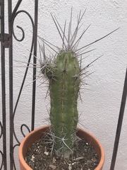 Cactaceae