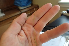 Rhynchospora rariflora