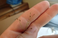 Rhynchospora rariflora