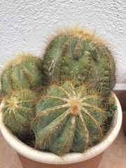 Cactaceae