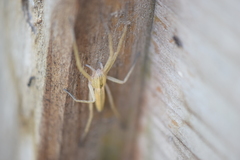Araneae