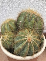 Cactaceae