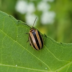 Kuschelina miniata