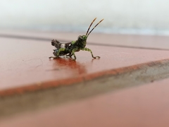 Rhabdophilacris sylvatica