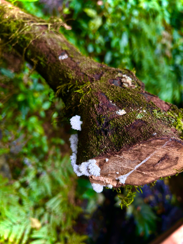 splitgill mushroom
