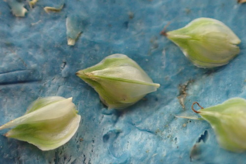 Carex longii