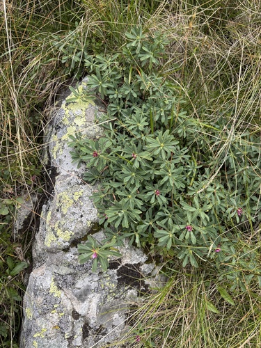 Daphne striata, photograph 1