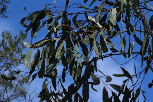 Eucalyptus odorata observed 2026-08-26