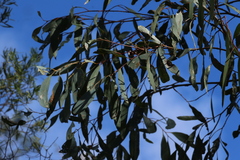 Eucalyptus woollsiana, photograph (c) Greg Tasney, some rights reserved (CC BY-SA)