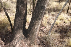 Eucalyptus woollsiana, photograph (c) Greg Tasney, some rights reserved (CC BY-SA)