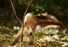 Nasua narica nelsoni