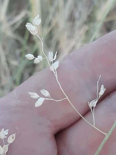 Desert grass (Panicum turgidum)