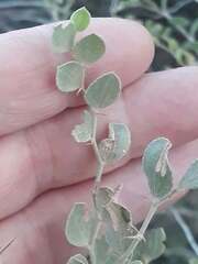 Jujube (Ziziphus lotus)
