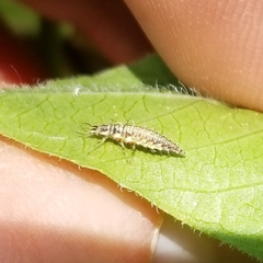 Chrysoperla plorabunda
