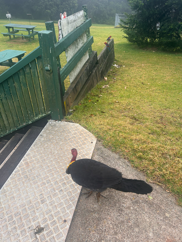 Australian Brushturkey