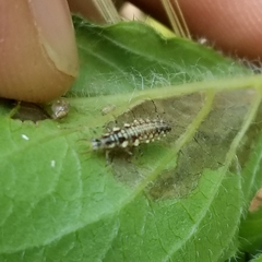 Chrysoperla plorabunda