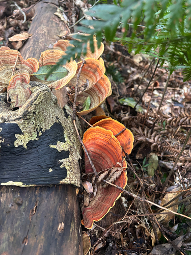 False Turkey-Tail