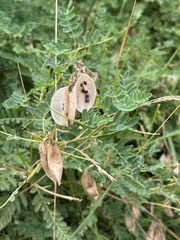 Astragalus penduliflorus, photograph (c) Alessandro Popoli, some rights reserved (CC BY)