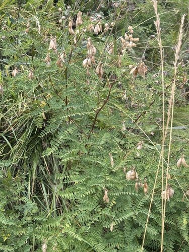 Astragalus penduliflorus, photograph 4