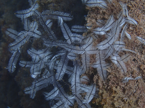 Macrorhynchia philippina observed 2026-08-26
