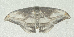 Morphomima fulvitacta