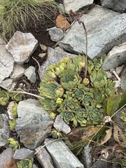 Sempervivum wulfenii