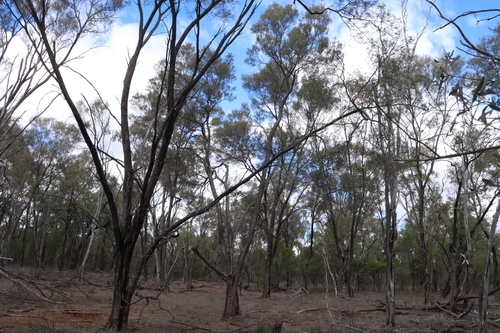 Acacia excelsa observed 2026-08-26