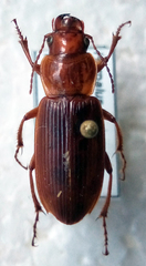 Harpalus erraticus