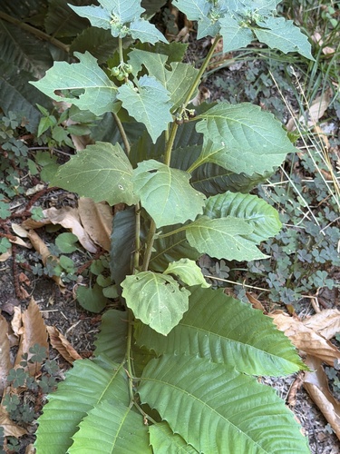 black nightshade