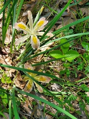 Iris chrysophylla