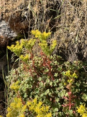 Sedum spathulifolium