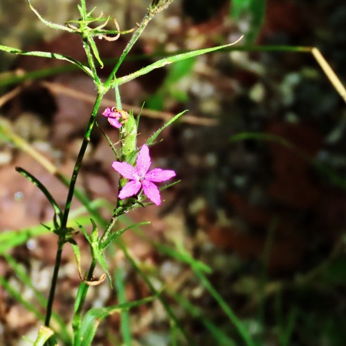Deptford pink