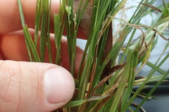 Carex abscondita