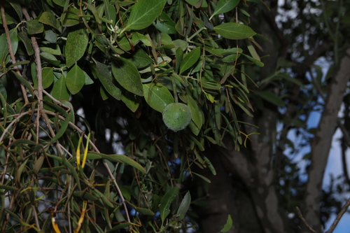 Capparis mitchellii, photograph 4