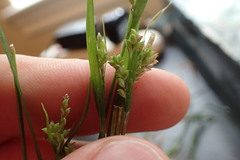Carex abscondita
