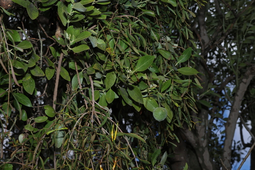 Capparis mitchellii, photograph 6