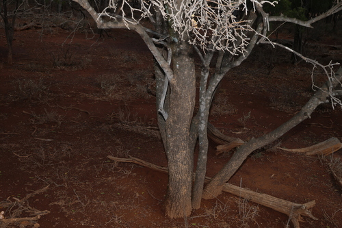 Capparis mitchellii, photograph 5