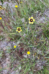Tuberaria guttata